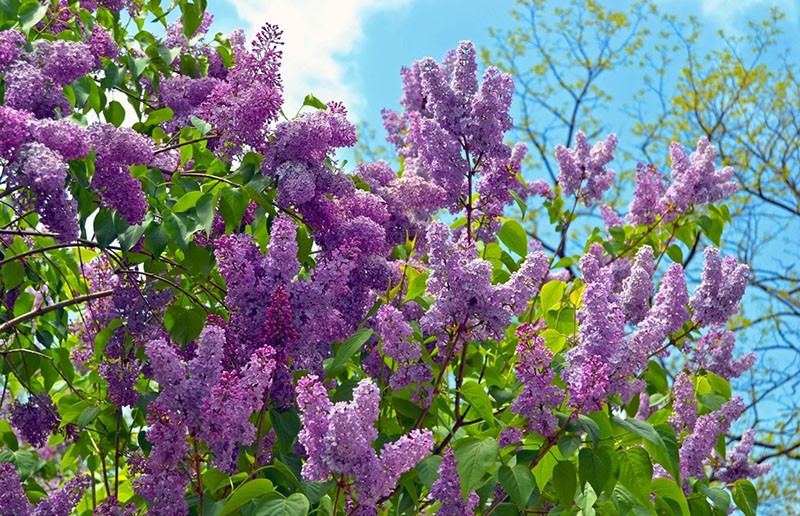 lilas en crecimiento