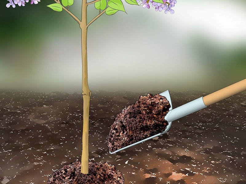 plantar una plántula lila