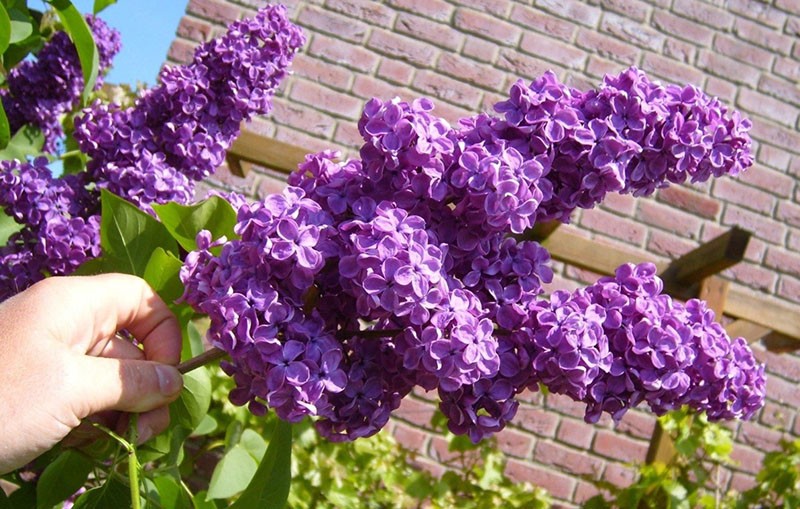 métodos de cría de lilas