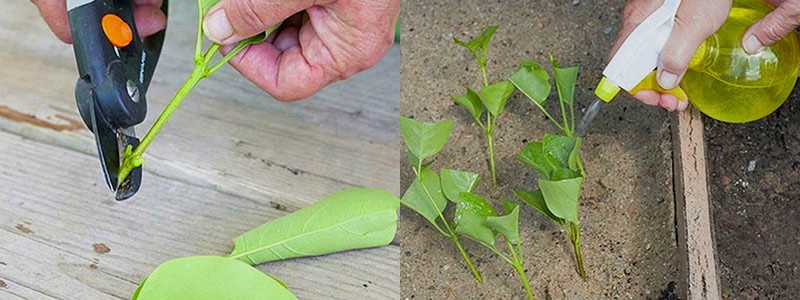 propagation des boutures de lilas