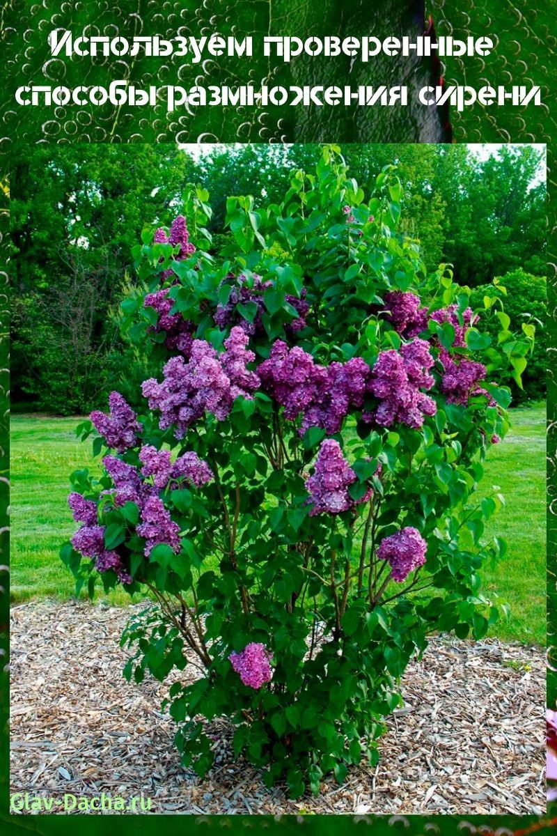 métodos de cría de lilas