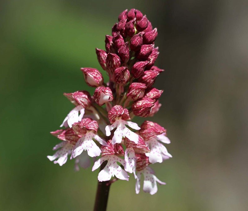 orchidée violette