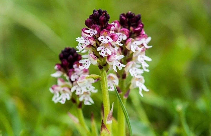 propiedades medicinales de la orquídea