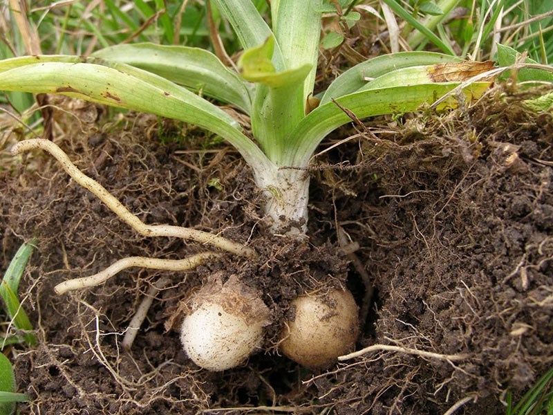 tubercules plantes orchidées