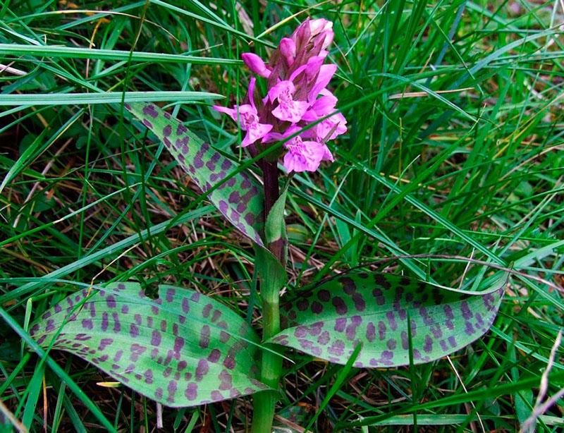 orchis manchado