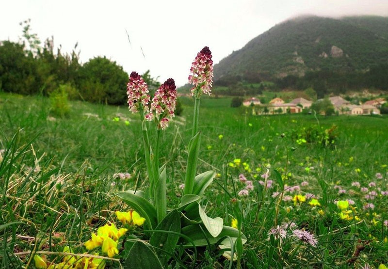 Planta de orchis en el prado.