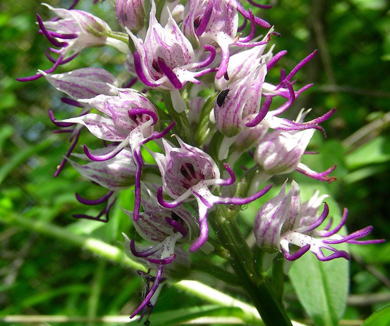 Inflorescencias de espigas de orquídeas