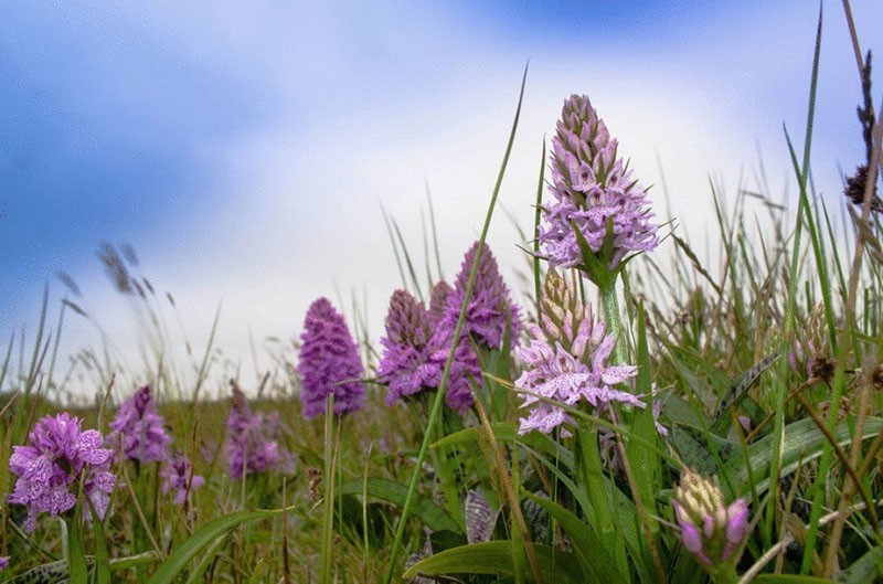 orchis de diferentes variedades