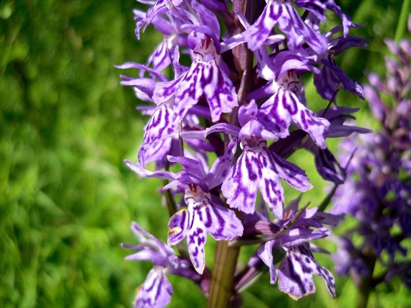 orquídeas manchadas