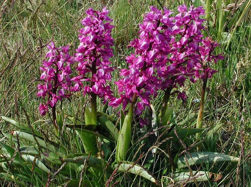 orchis mâle