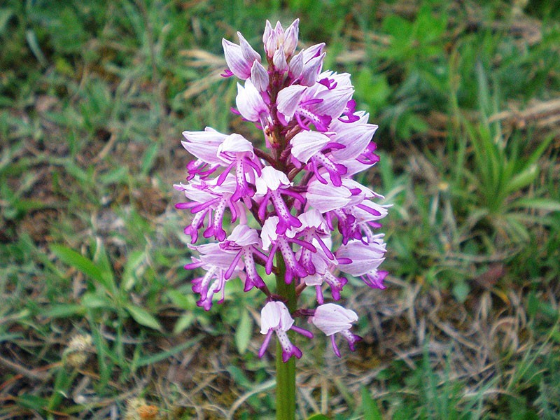 orquídea