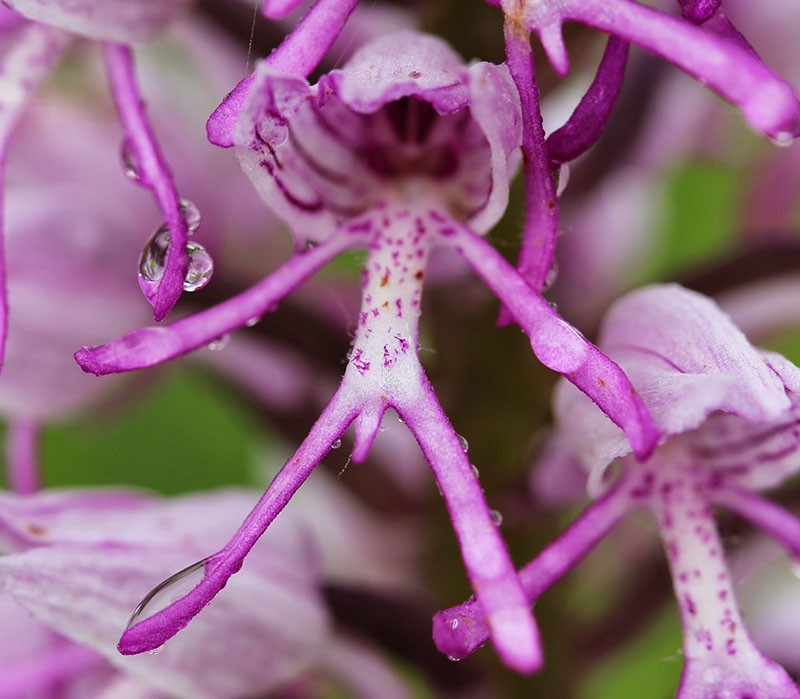 planta de orquidea mono