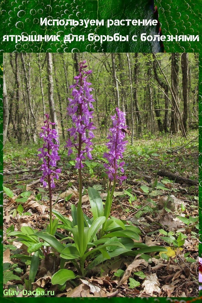 planta de orchis