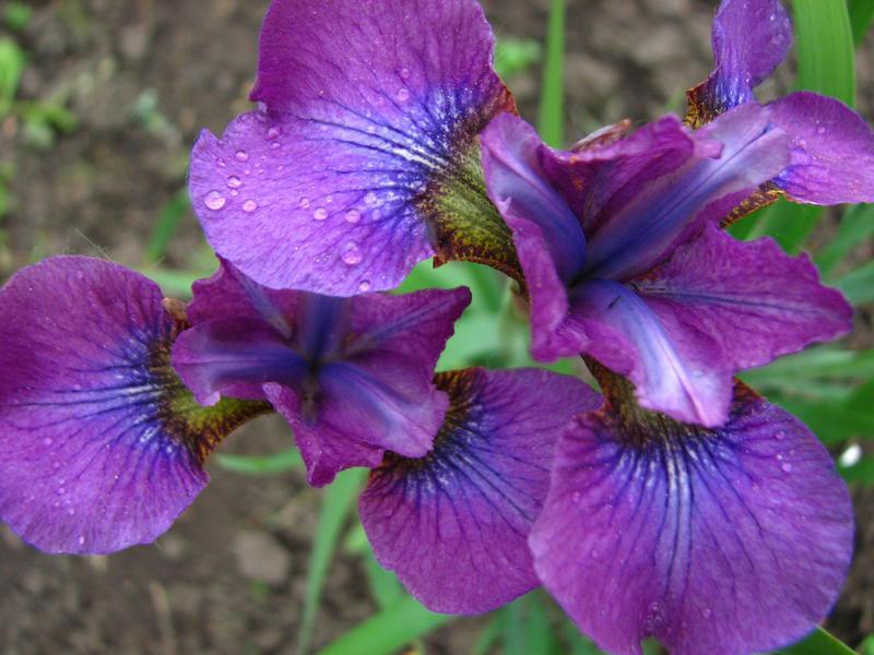 Iris de Sibérie Hubbard