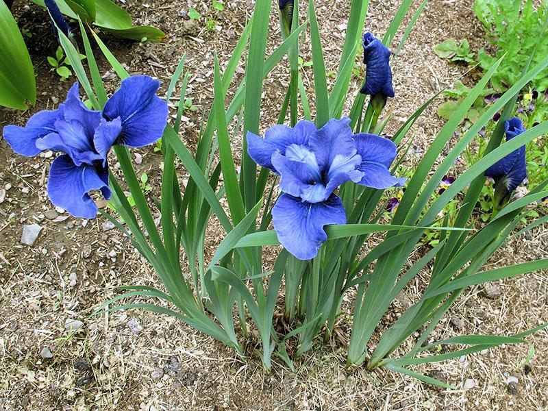 Iris de Sibérie en croissance