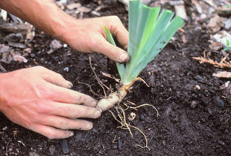 planter des iris