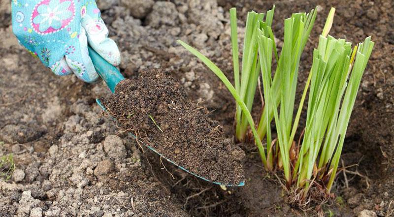 processus de plantation