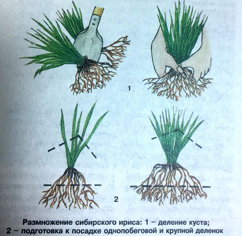 élevage d'iris de Sibérie