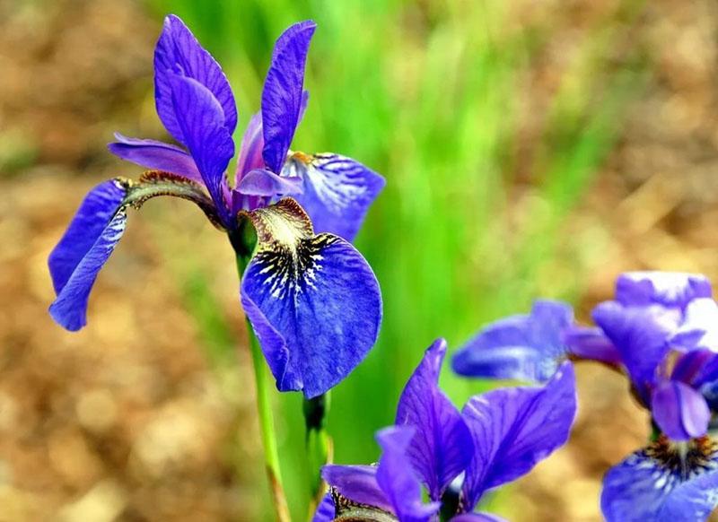 floraison lumineuse d'iris de Sibérie