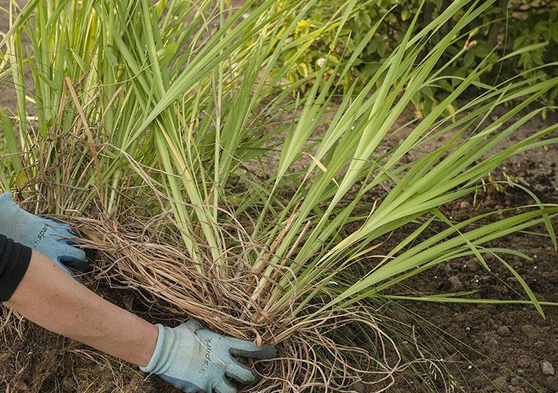 préparer les iris pour l'hiver