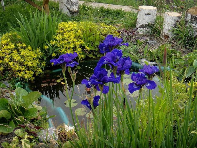 Iris de Sibérie par le réservoir