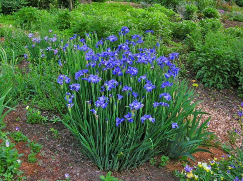 Iris siberiano en el paisaje
