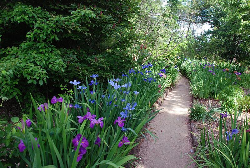 Iris siberianos de diferentes variedades.