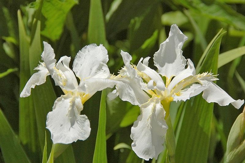 iris reina de las nieves