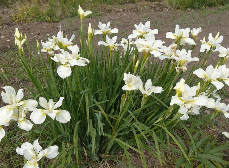 Iris remolino blanco