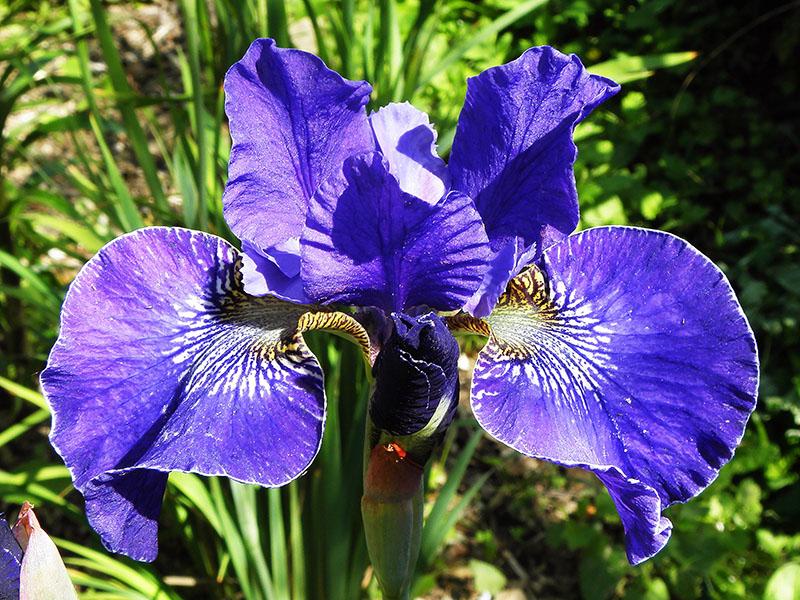 iris à volants Plus