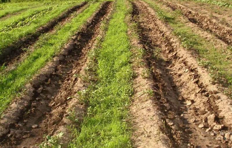 cómo hacer camas calientes de Rosum