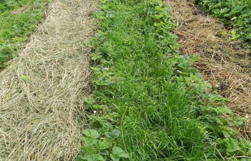 camas calientes de fresa de Rosum