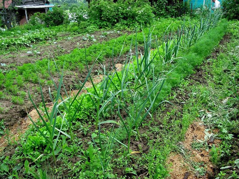 récolte abondante dans les lits de Rosum