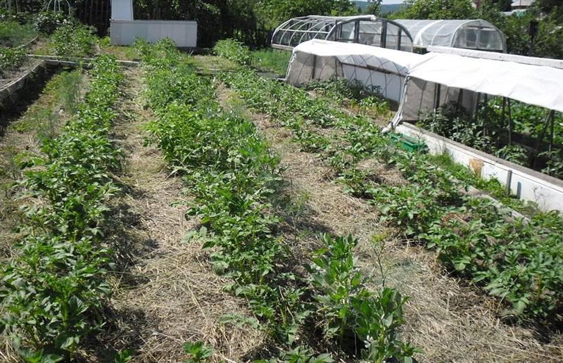 cálidas camas de Rozuma en el sitio