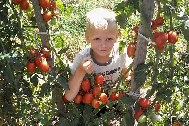 tomates en el lecho de Rosum