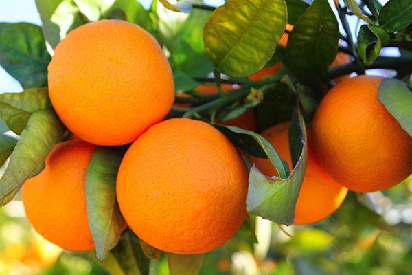 aceite de naranja para el cabello