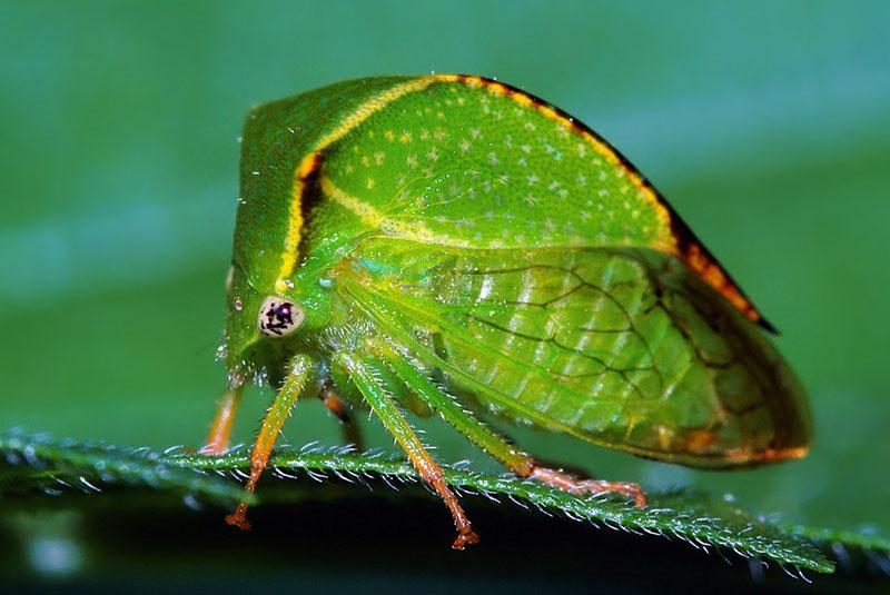 cicadelle du buffle