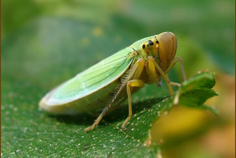 cicadelle verte