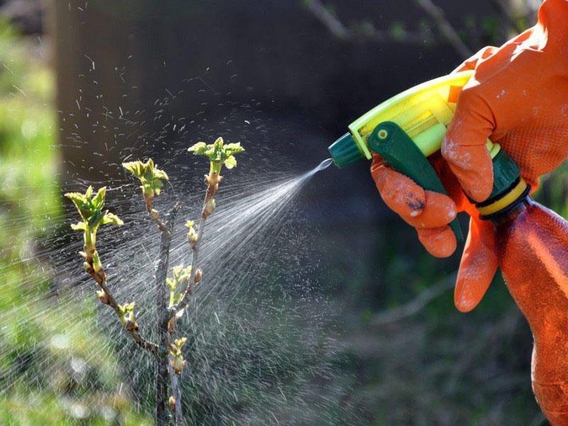 tratamiento de plantas con poliram