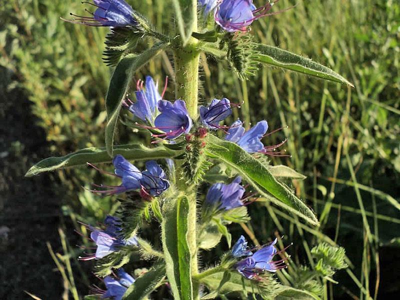 début de floraison