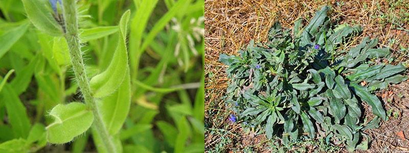 ecchymose mellifère dans la nature