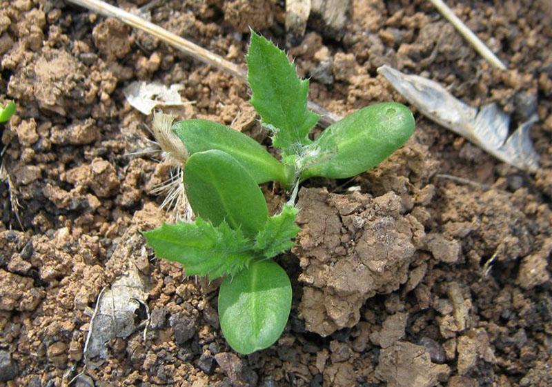 faire pousser des plantes mellifères dans un rucher