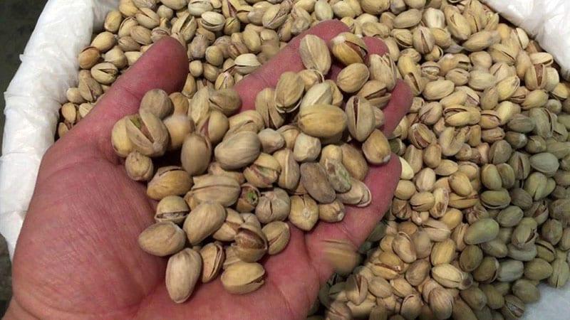 contrôle qualité des pistaches