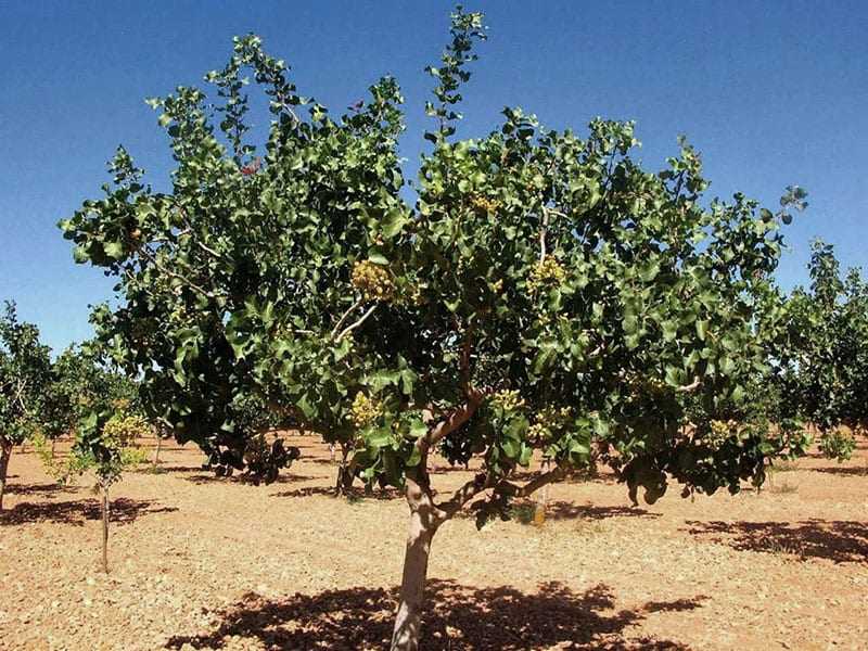 árbol de pistacho