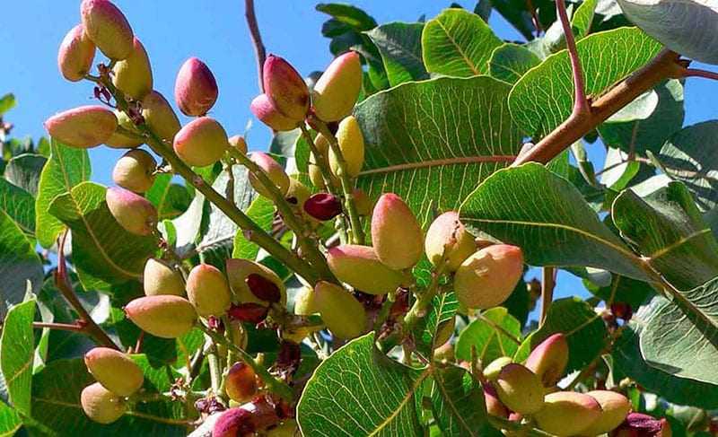 las nueces maduran