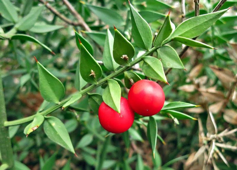 arbusto de hoja perenne