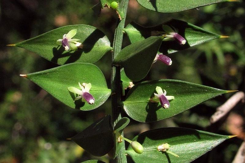 flor de carnicero