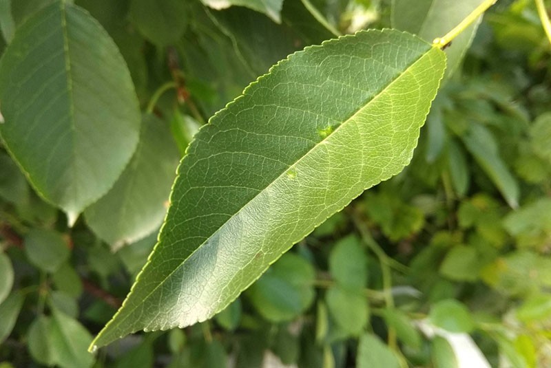 la composition chimique des feuilles de cerisier