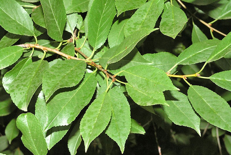 adapté à la récolte des feuilles de cerisier