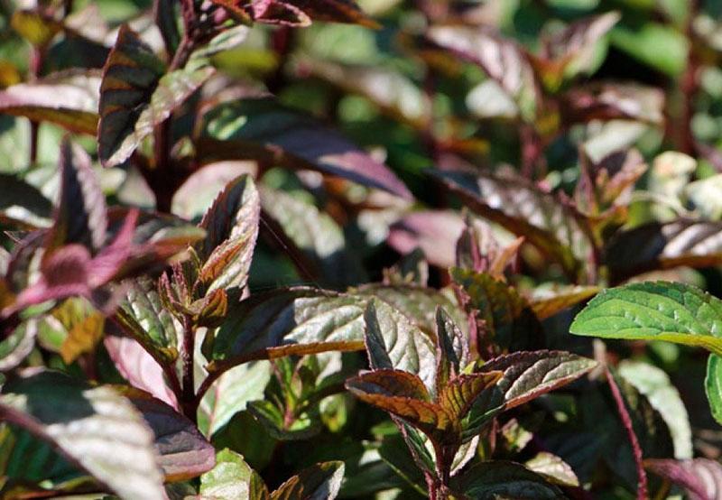 menthe au chocolat